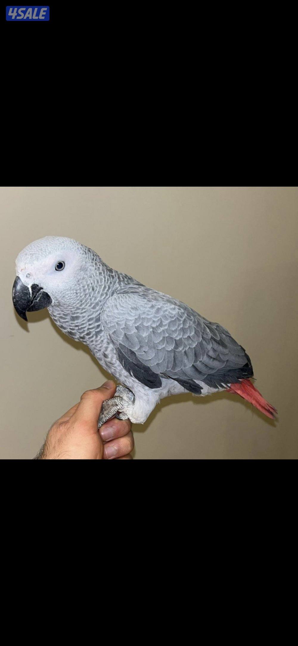 عندي كاسكو عدد 20