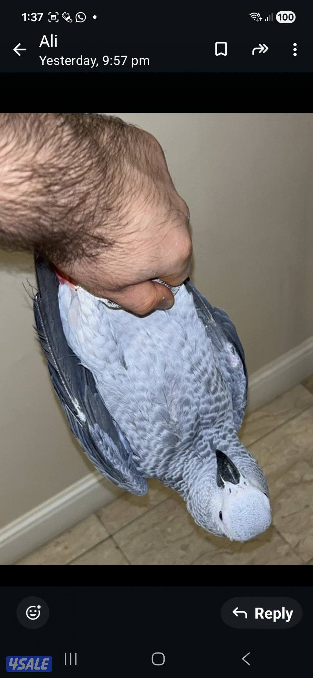 عندي كاسكو عدد 21