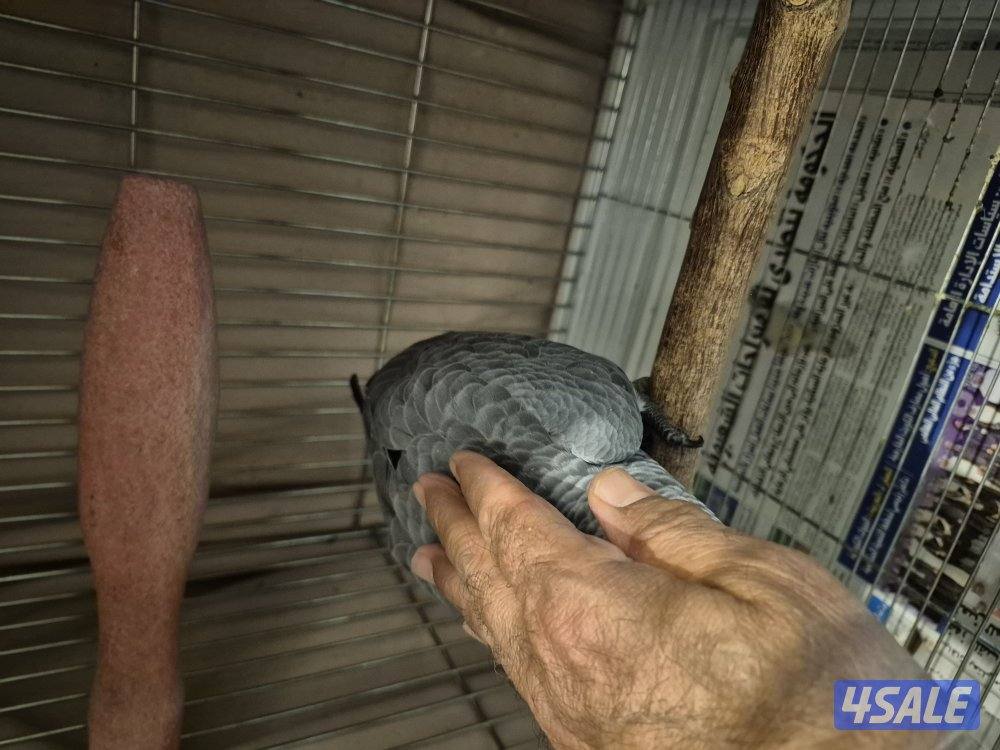 عندي كاسكو عدد 23