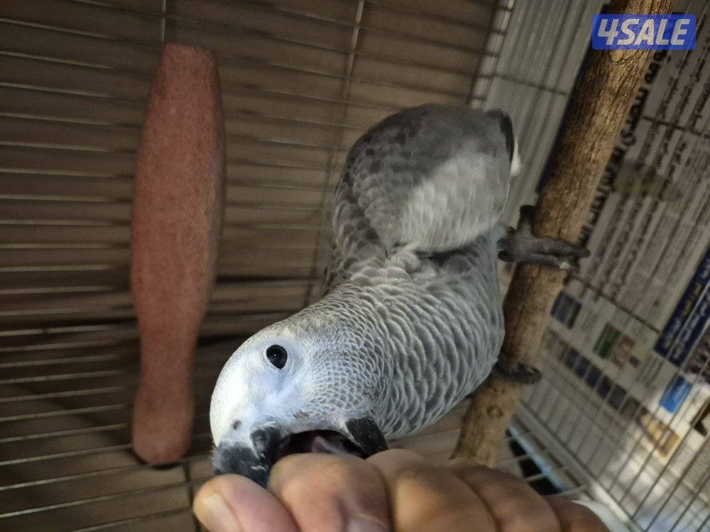 عندي كاسكو عدد 24