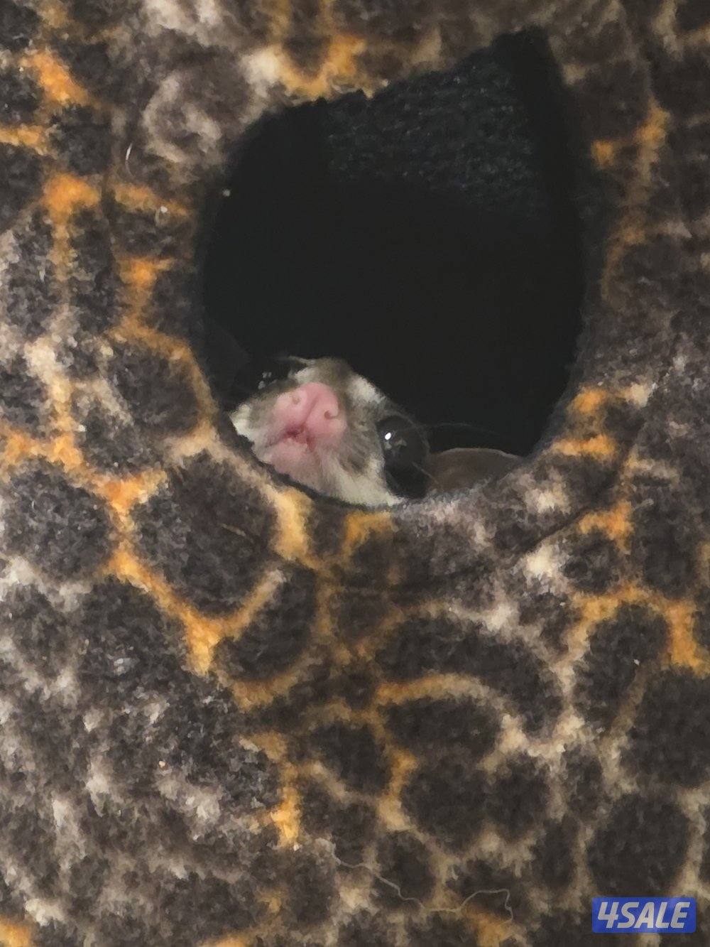 شوقر قلايدر للبيع sugerglider for sale0