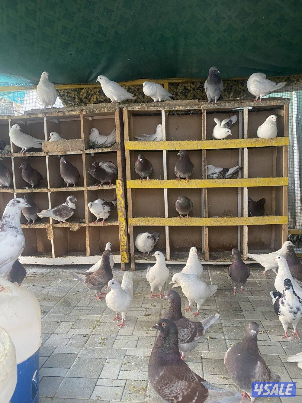 لاحم الوزان احجام طيبه0