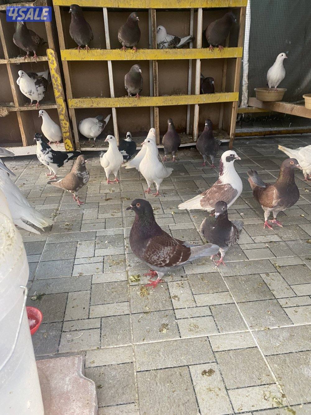 لاحم الوزان احجام طيبه2