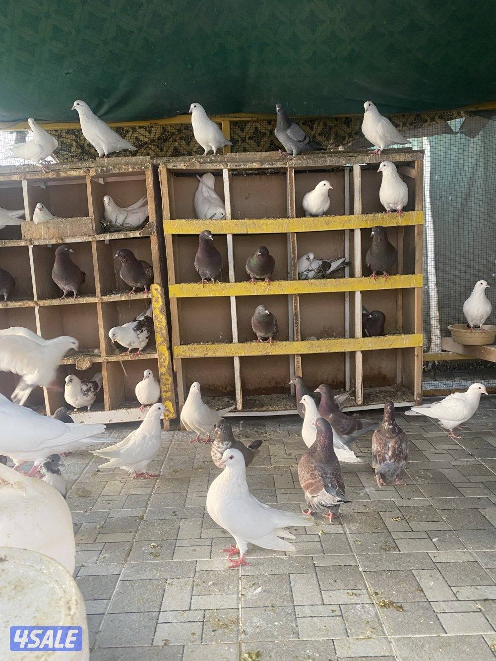 لاحم الوزان احجام طيبه3