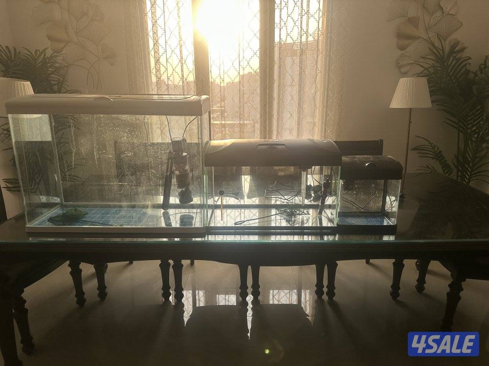 ثلاثة احواض و طاولة واحدة فلترين و ‏هيتارين ثلاث فلاتر و شبكيتين1