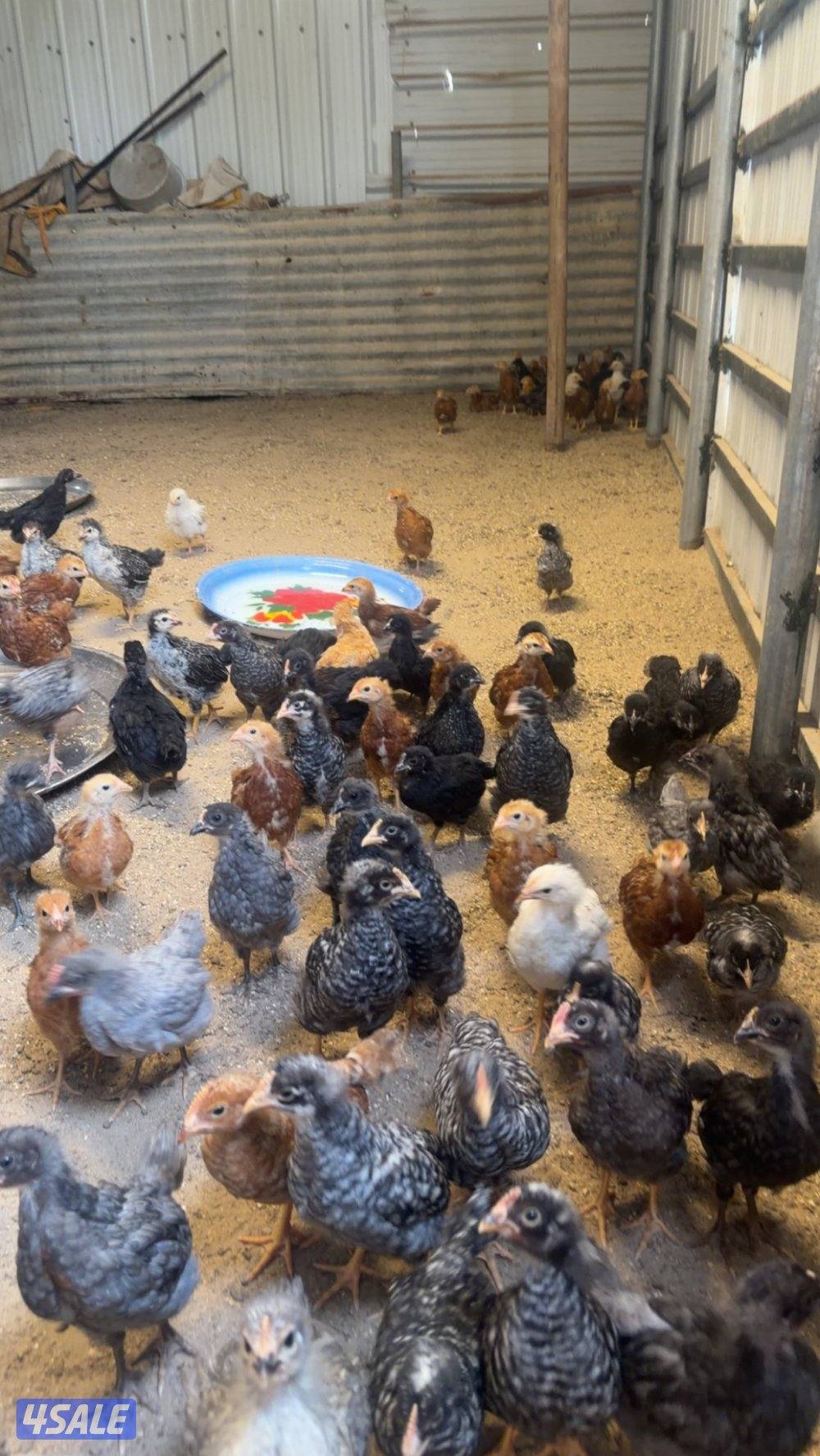 مزارع الوفره قطعه 7 بقرب جمعية قطعه 7 التعاونيه0