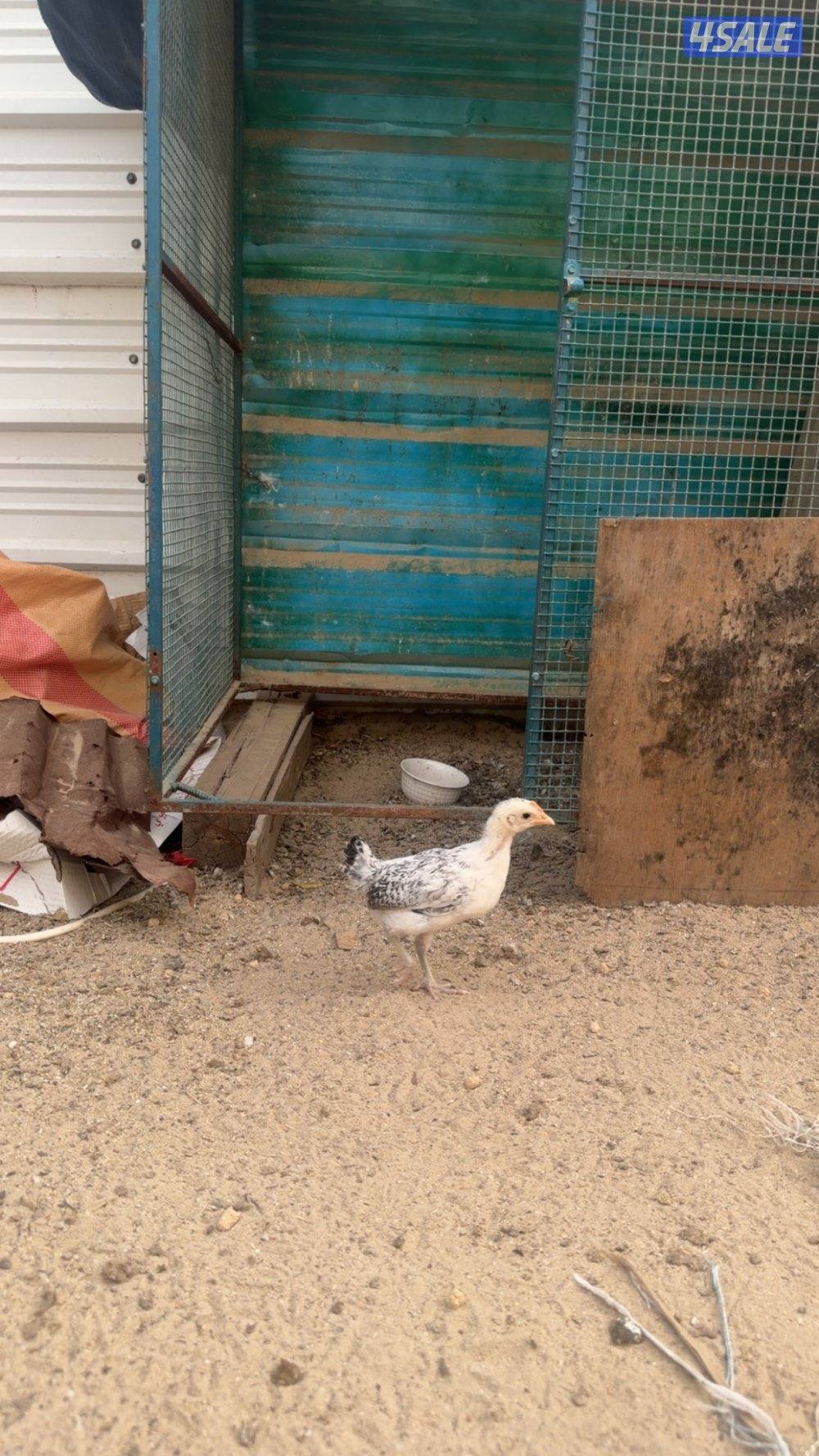 مزارع الوفره قطعه 7 بقرب جمعية قطعه 7 التعاونيه3