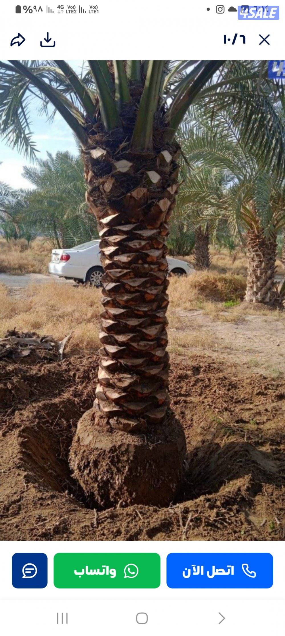 شيل نخل وزراعه تنظيف تكريب تلقيح نخل شيل فروخ0