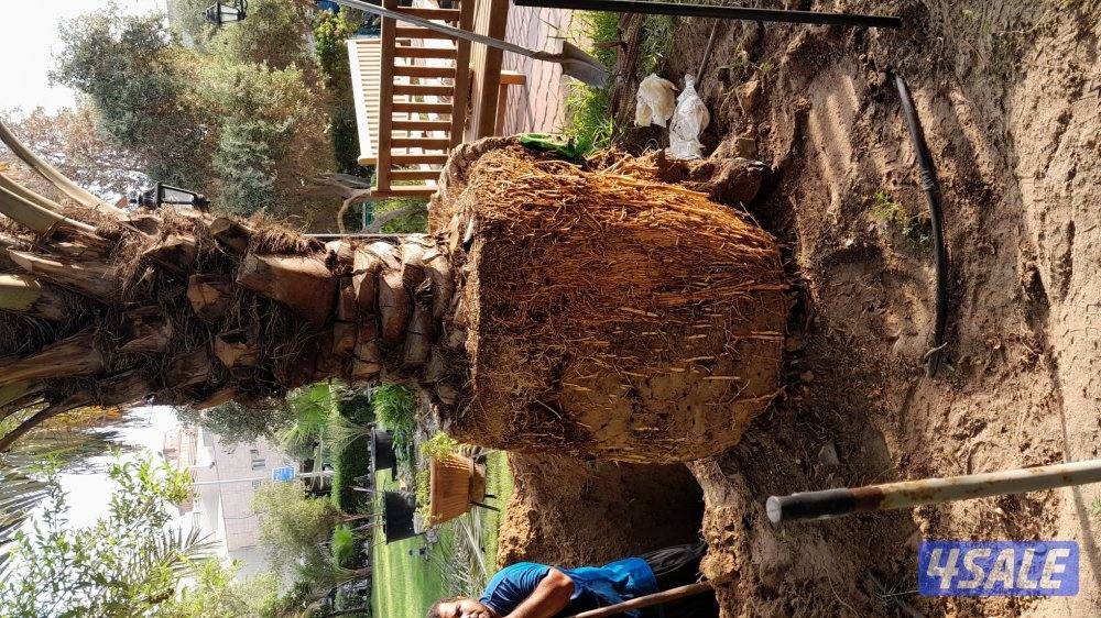 شيل نخل وزراعه تنظيف تكريب تلقيح نخل شيل فروخ3