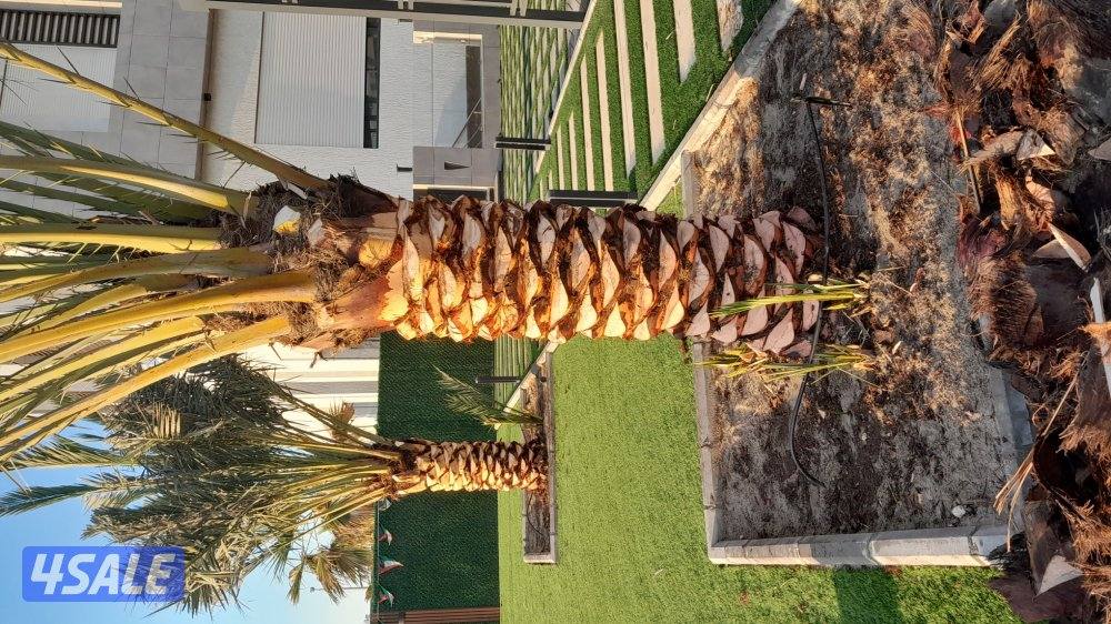 شيل نخل وزراعه تنظيف تكريب تلقيح نخل شيل فروخ5