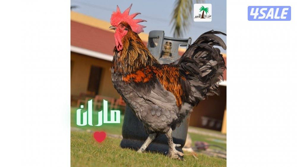 فروخ ماران جامبو0