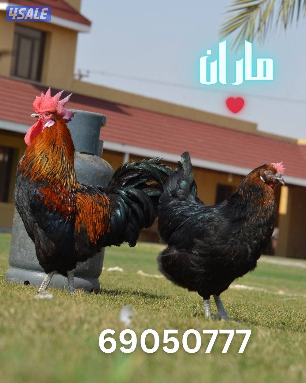 فروخ ماران جامبو2