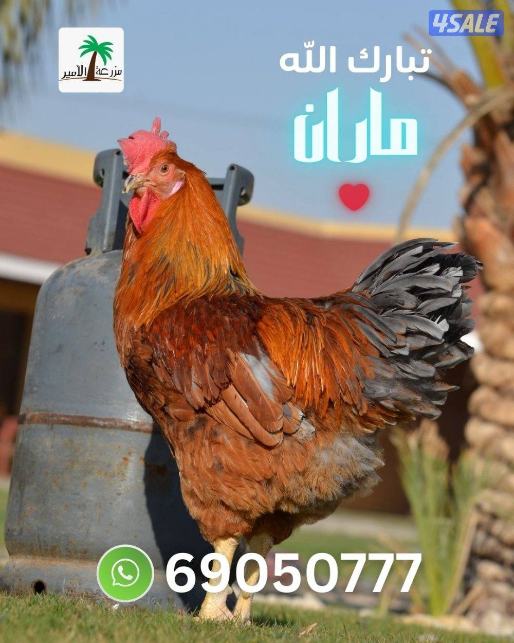 فروخ ماران جامبو3