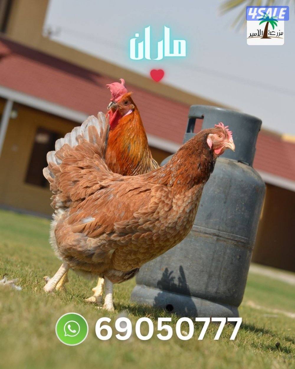 فروخ ماران جامبو4