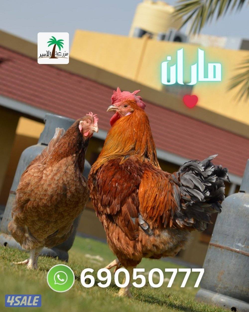 فروخ ماران جامبو5