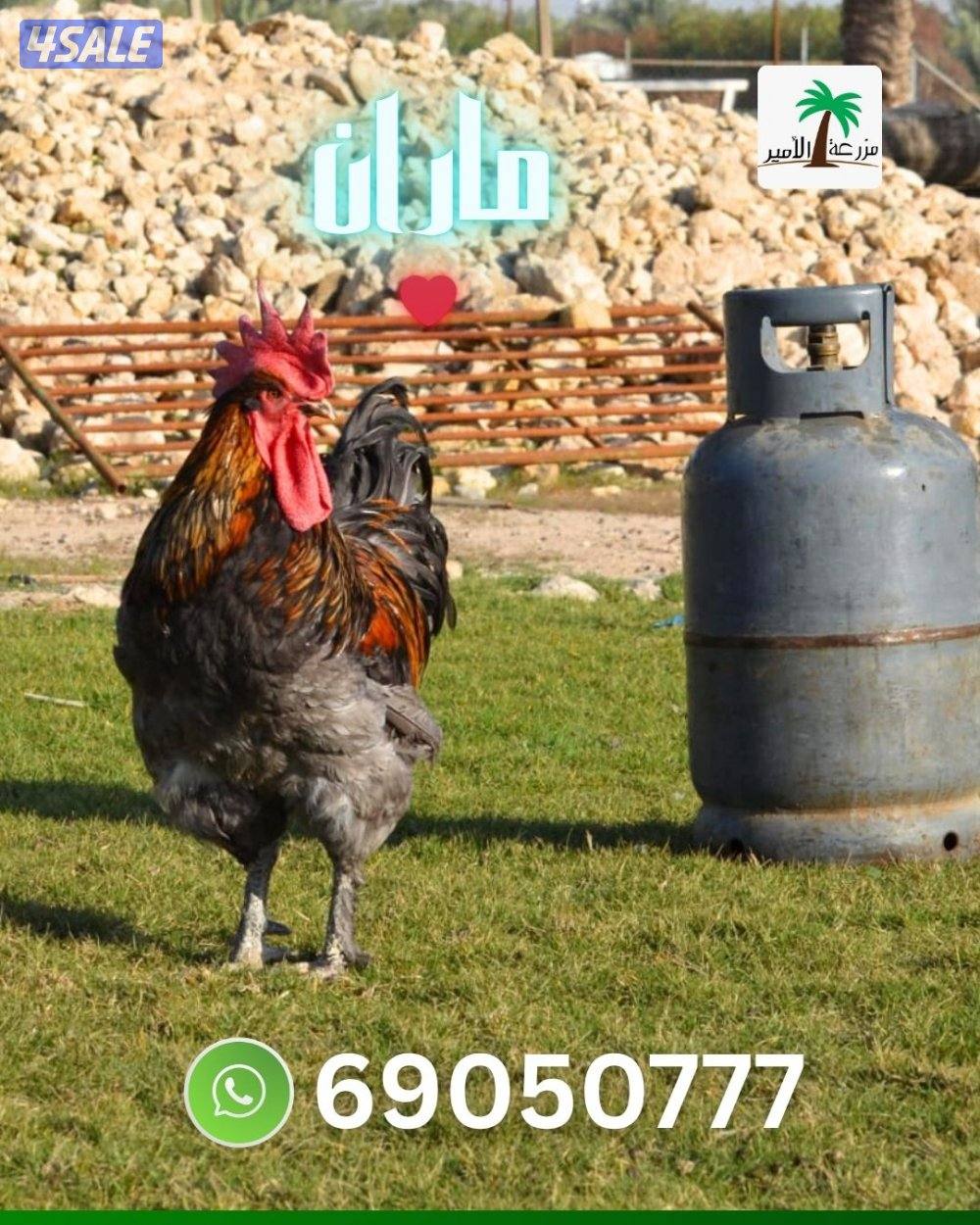 فروخ ماران جامبو6