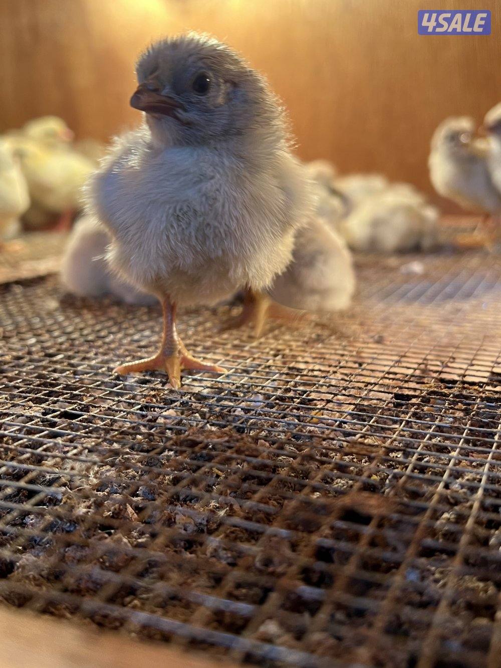 متوفر فروخ فيومي قولد مطعمين وصحتهم ممتازه للتواصل على الواتس اب او ال0