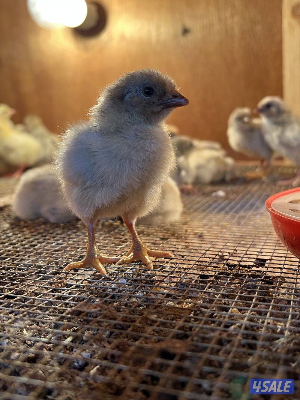 متوفر فروخ فيومي قولد مطعمين وصحتهم ممتازه للتواصل على الواتس اب او ال2