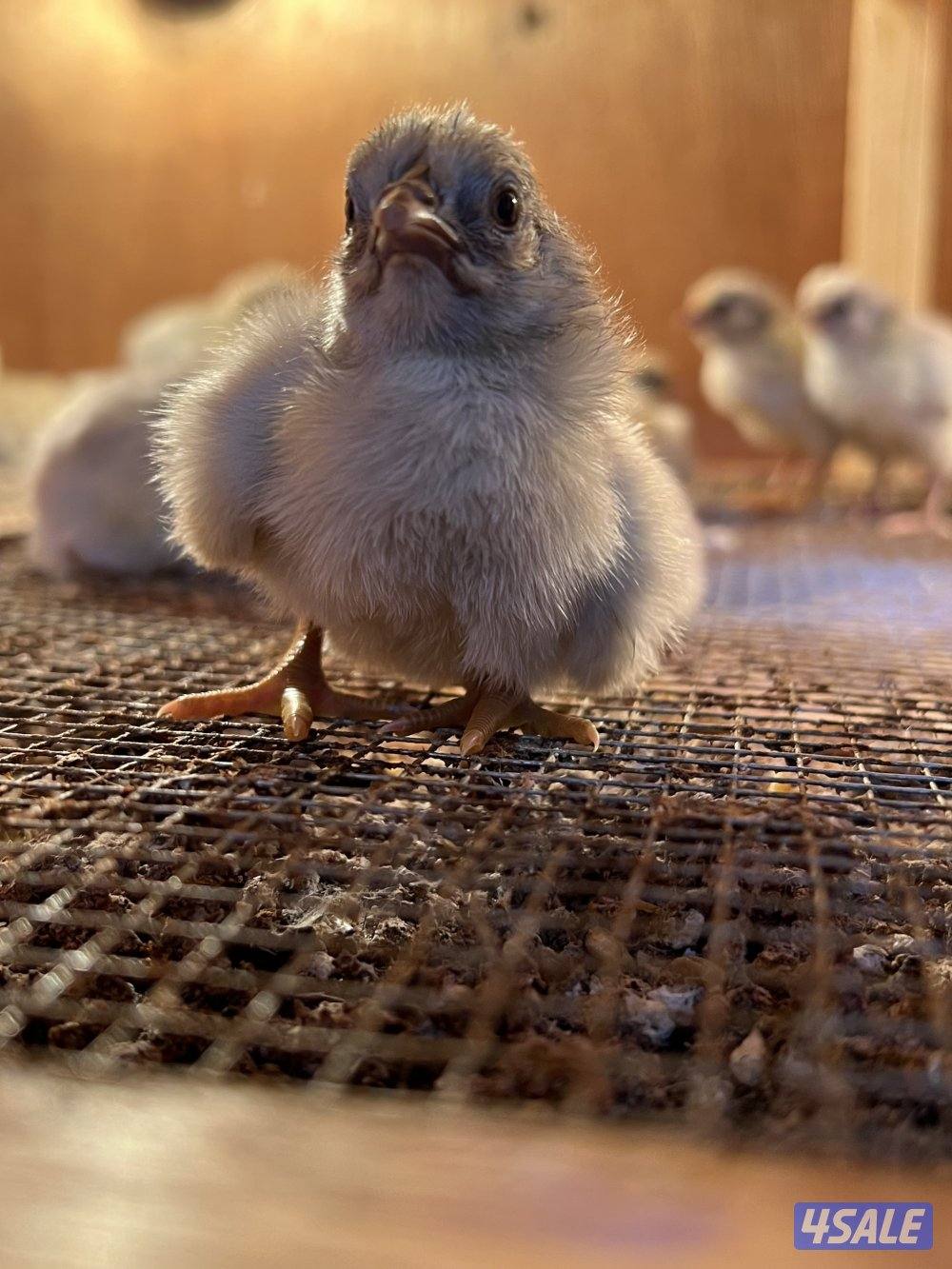 متوفر فروخ فيومي قولد مطعمين وصحتهم ممتازه للتواصل على الواتس اب او ال3