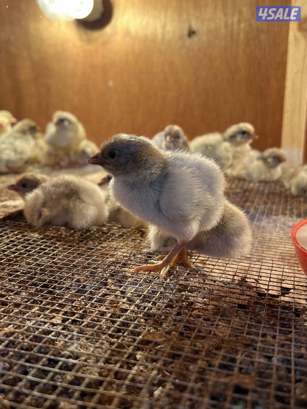 متوفر فروخ فيومي قولد مطعمين وصحتهم ممتازه للتواصل على الواتس اب او ال4