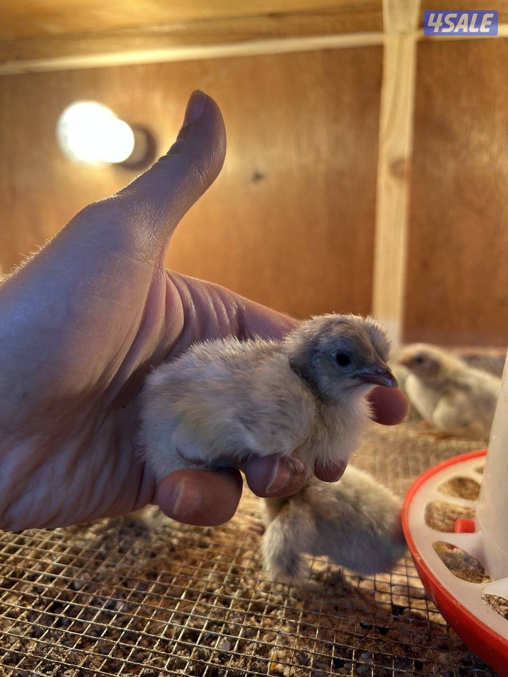 متوفر فروخ فيومي قولد مطعمين وصحتهم ممتازه للتواصل على الواتس اب او ال5