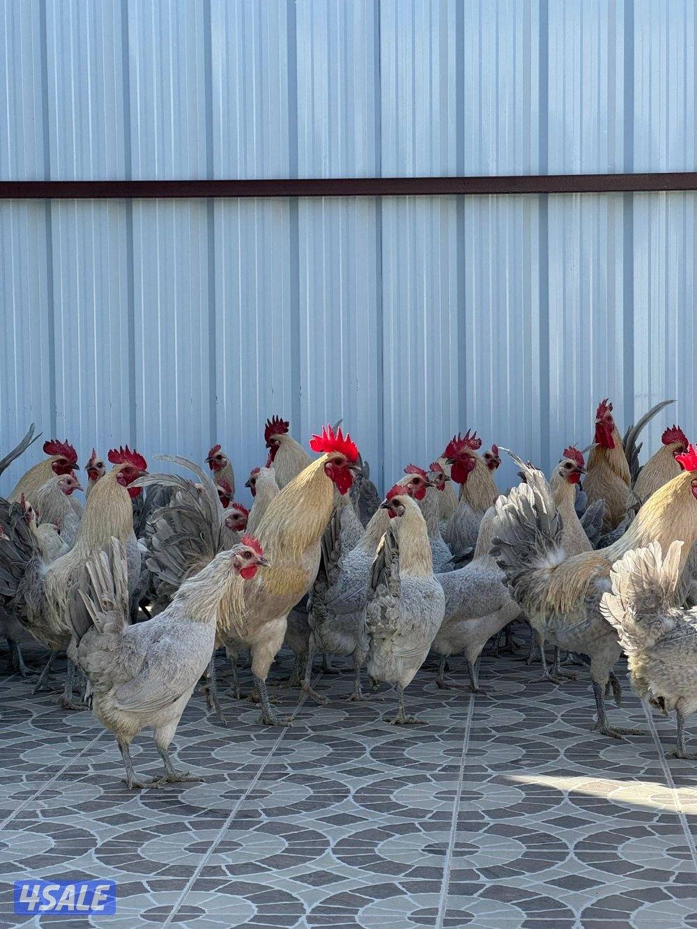 متوفر فروخ فيومي قولد مطعمين وصحتهم ممتازه للتواصل على الواتس اب او ال7