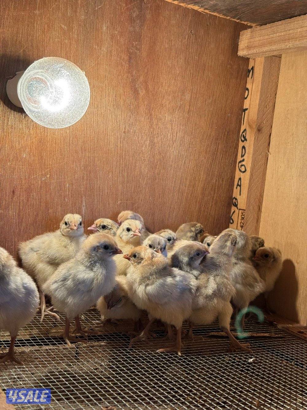 متوفر فروخ فيومي قولد مطعمين وصحتهم ممتازه للتواصل على الواتس اب او ال9