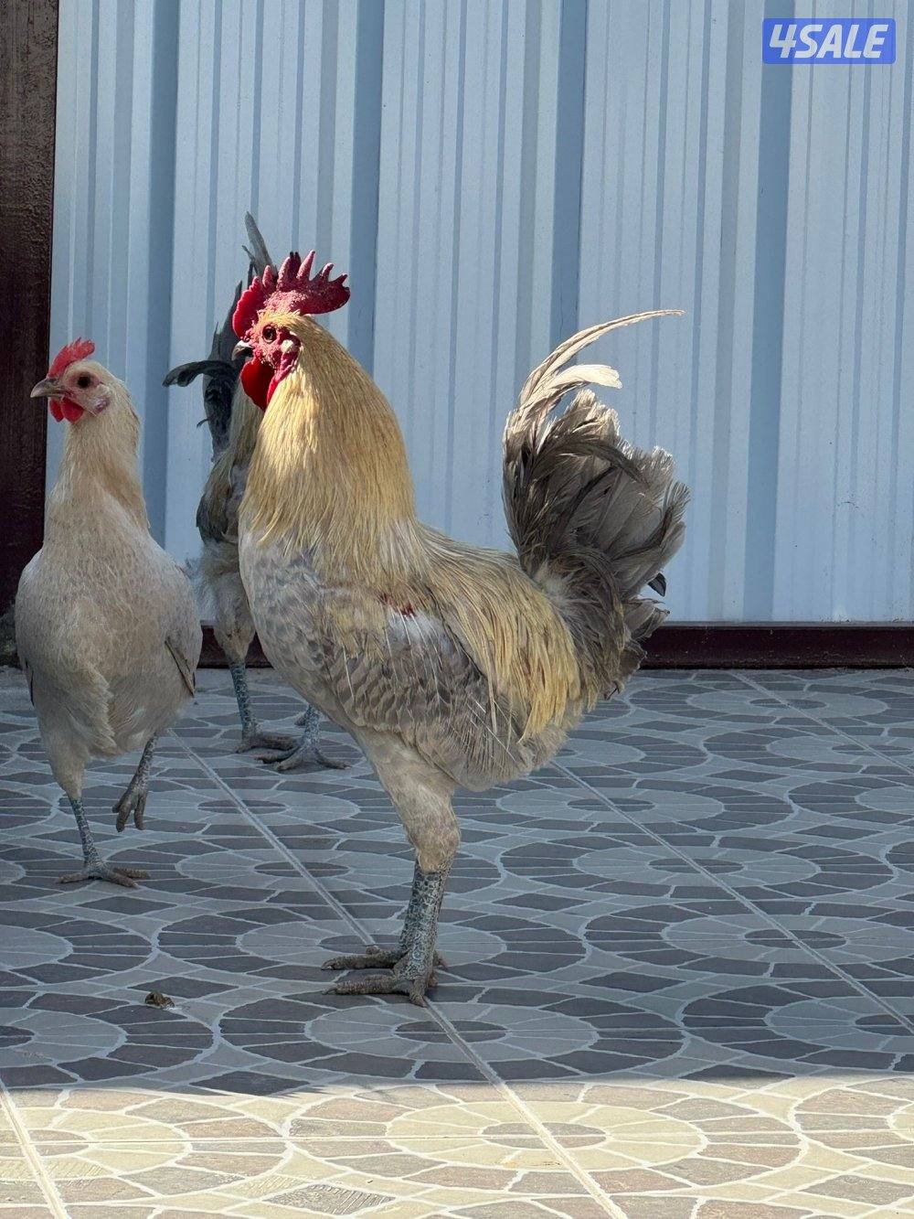 متوفر فروخ فيومي قولد مطعمين وصحتهم ممتازه للتواصل على الواتس اب او ال10