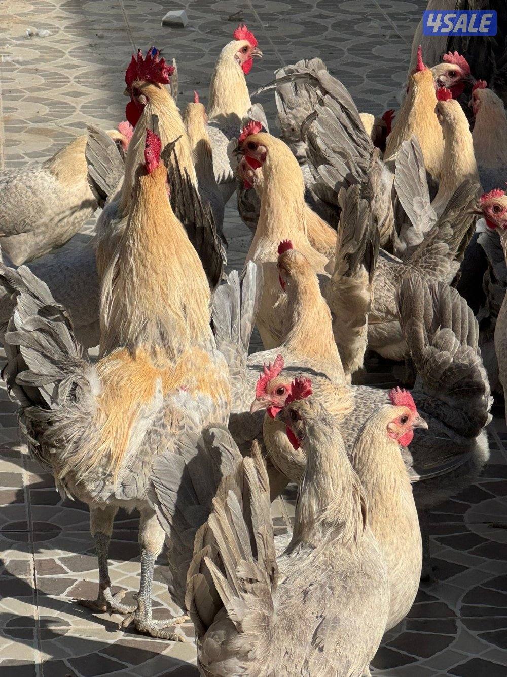 متوفر فروخ فيومي قولد مطعمين وصحتهم ممتازه للتواصل على الواتس اب او ال12