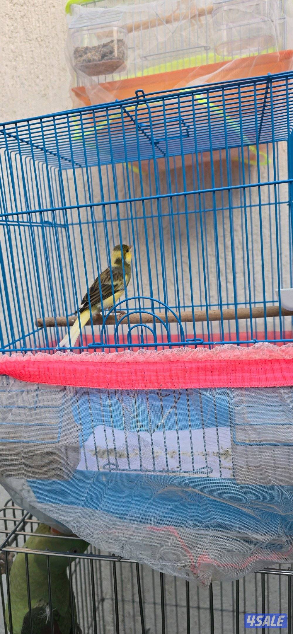 كناري اسباني وايراني0