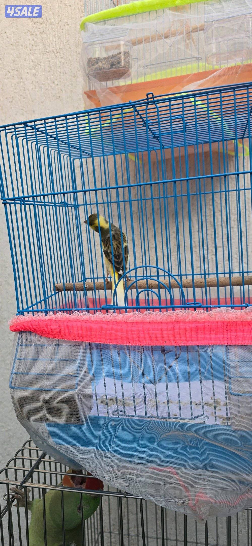 كناري اسباني وايراني1