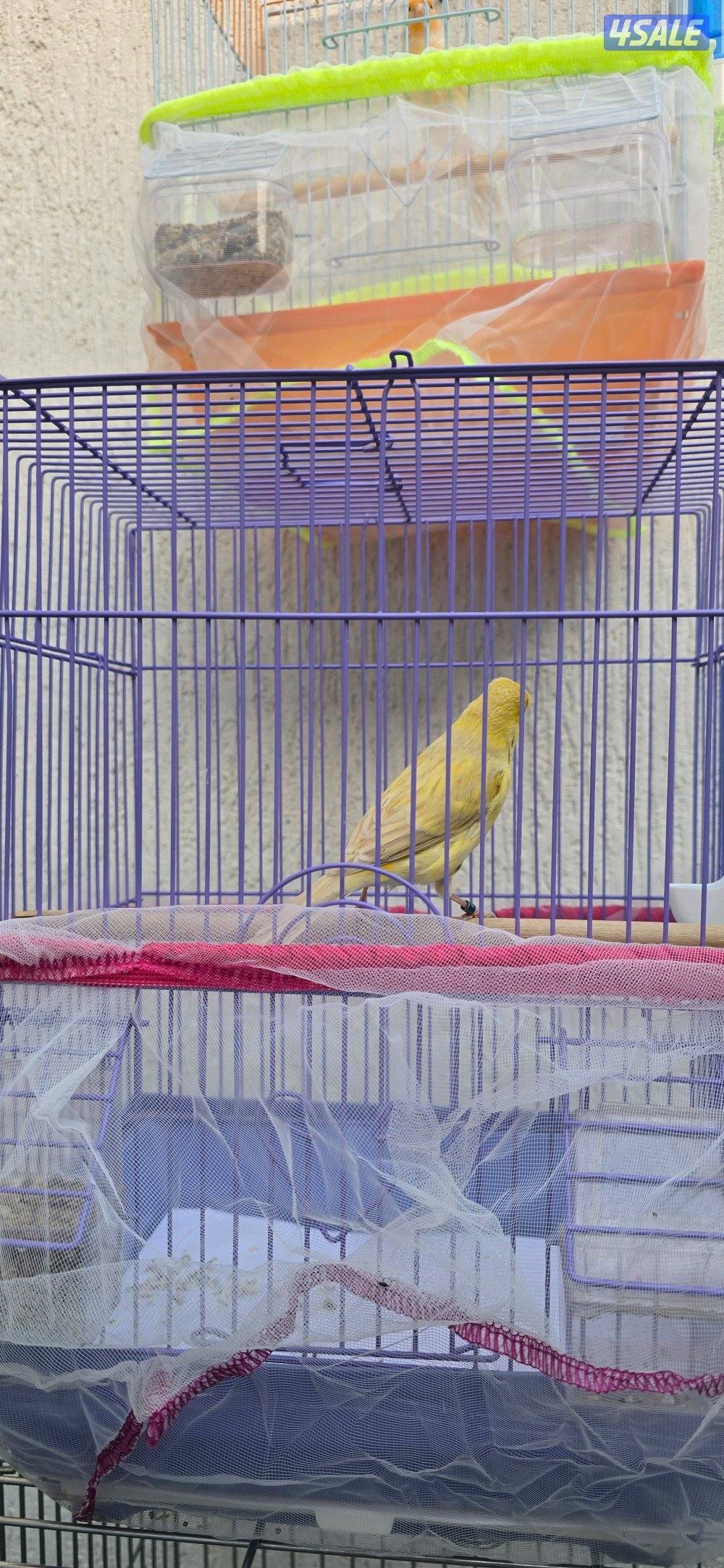 كناري اسباني وايراني2