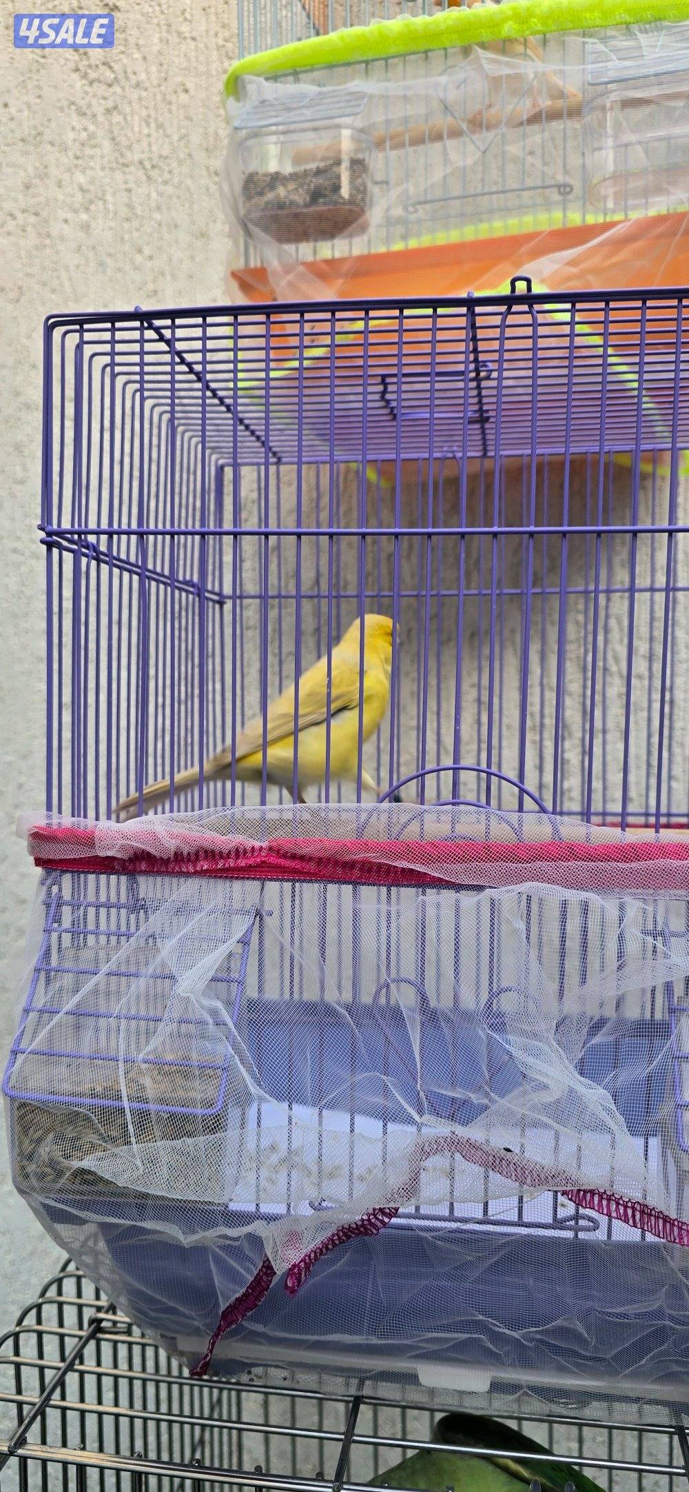 كناري اسباني وايراني3