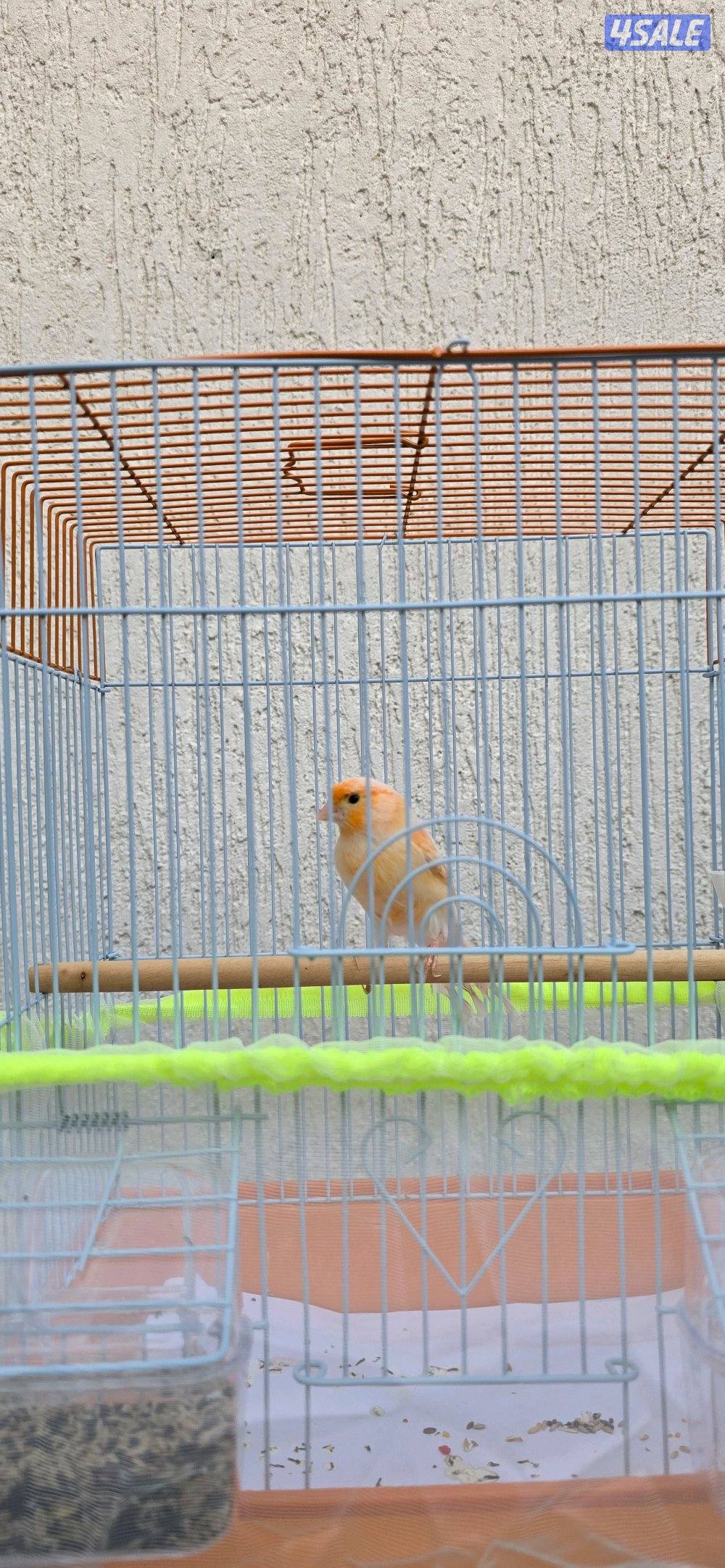 كناري اسباني وايراني4