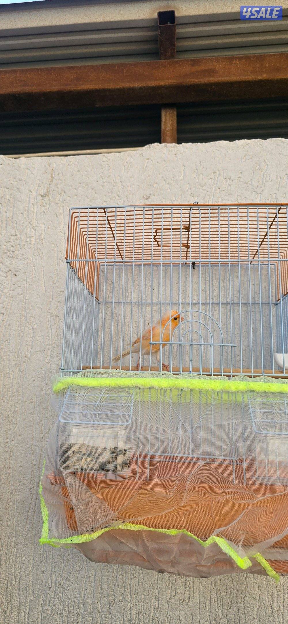 كناري اسباني وايراني6