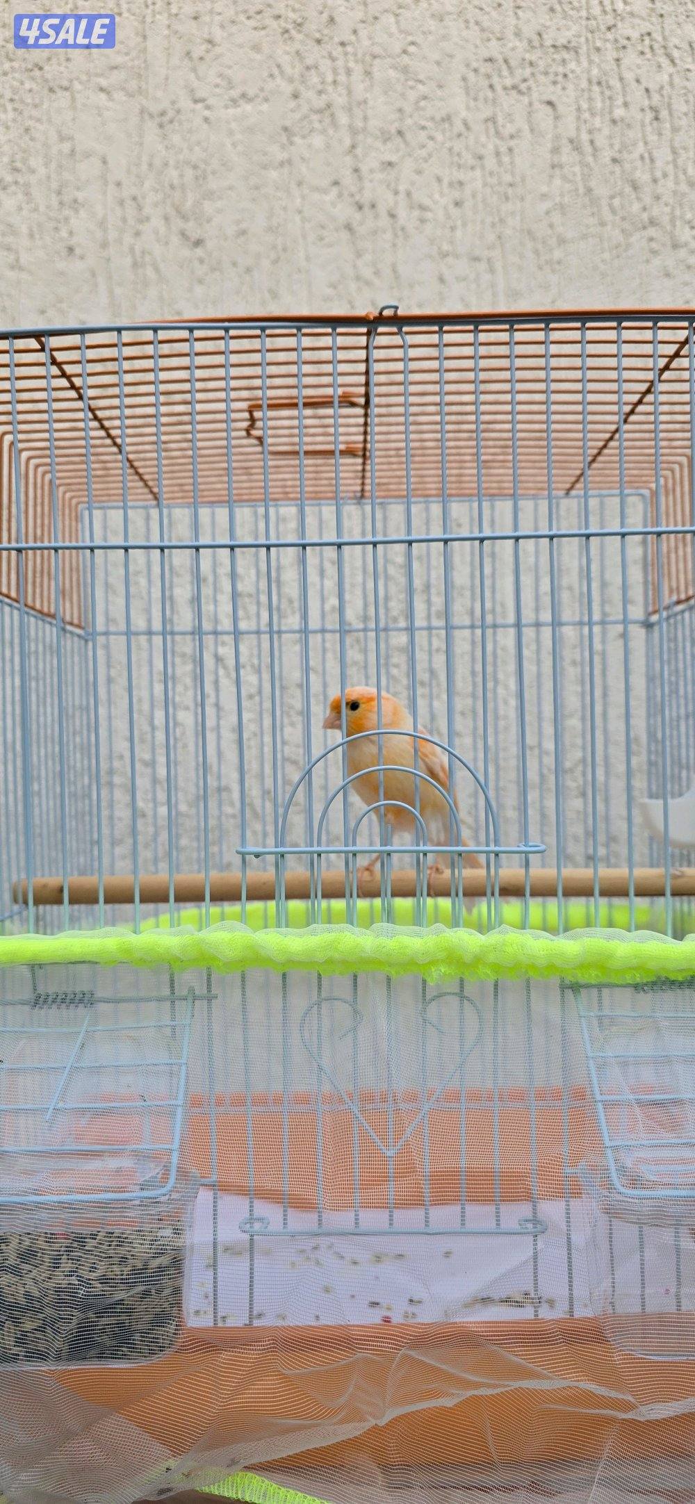 كناري اسباني وايراني9