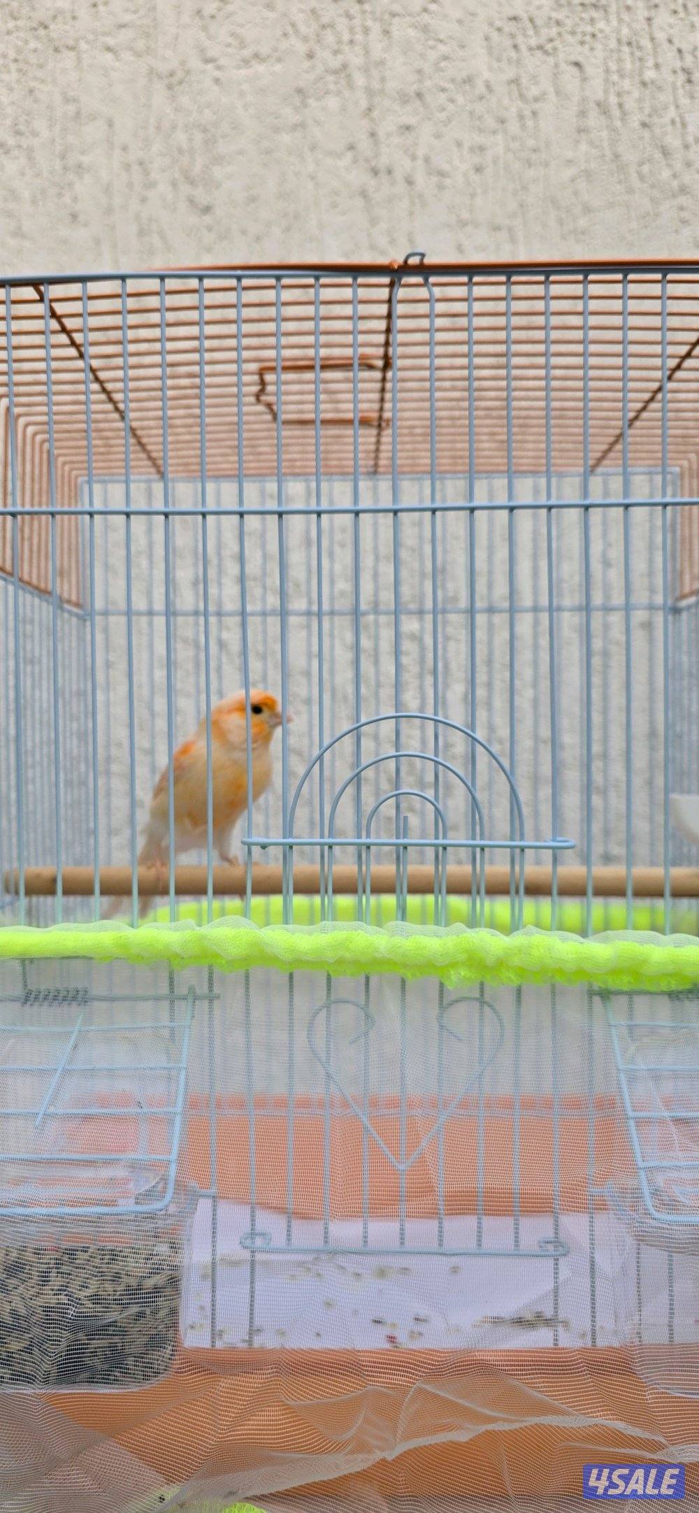 كناري اسباني وايراني10