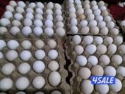 للبيع بيض دجاج اندونيسي ( سيماني )0