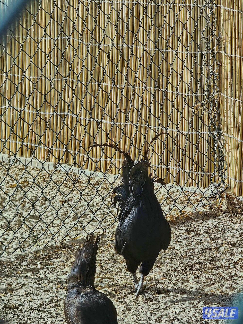 للبيع بيض دجاج اندونيسي ( سيماني )1