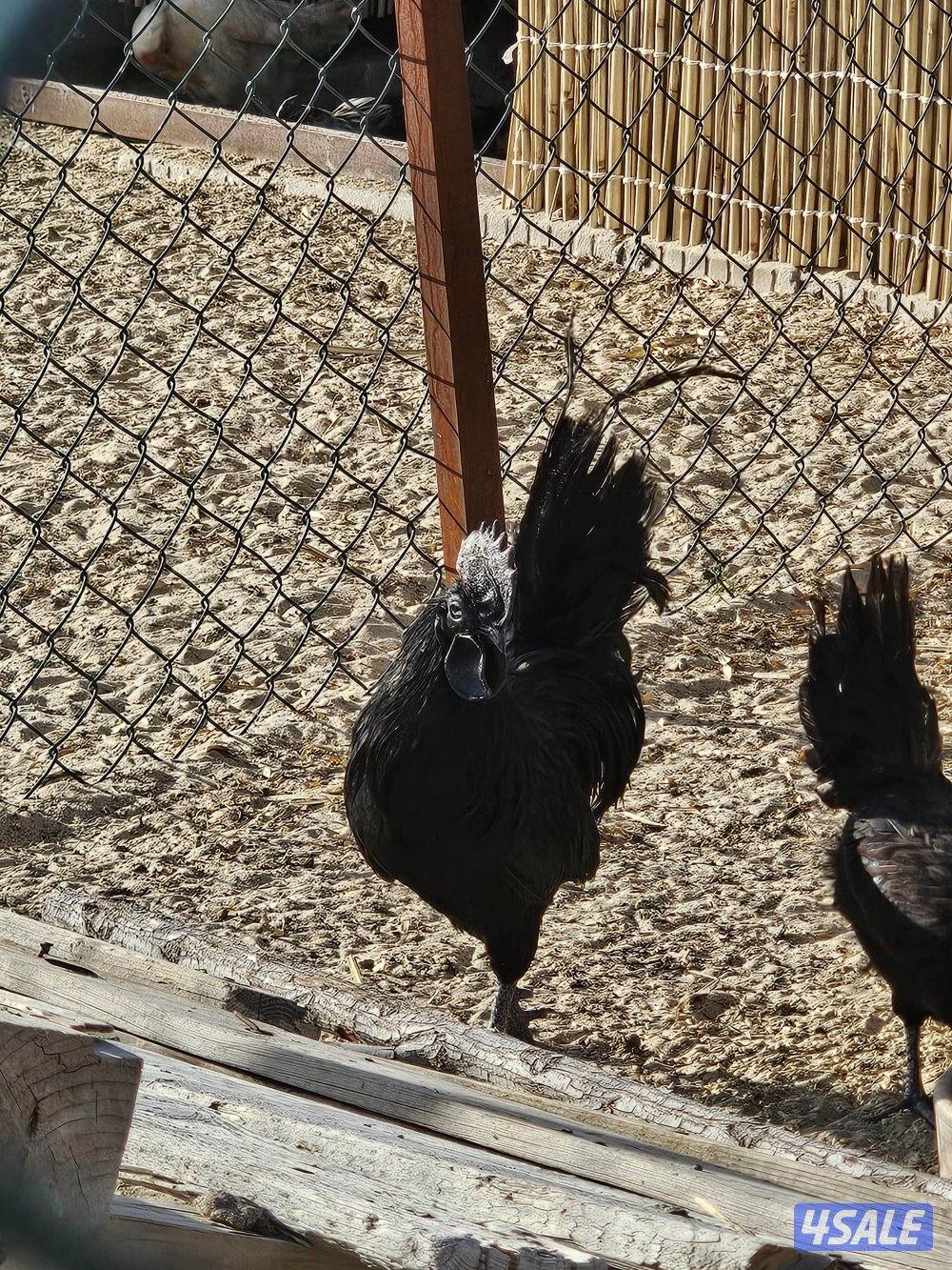 للبيع بيض دجاج اندونيسي ( سيماني )2