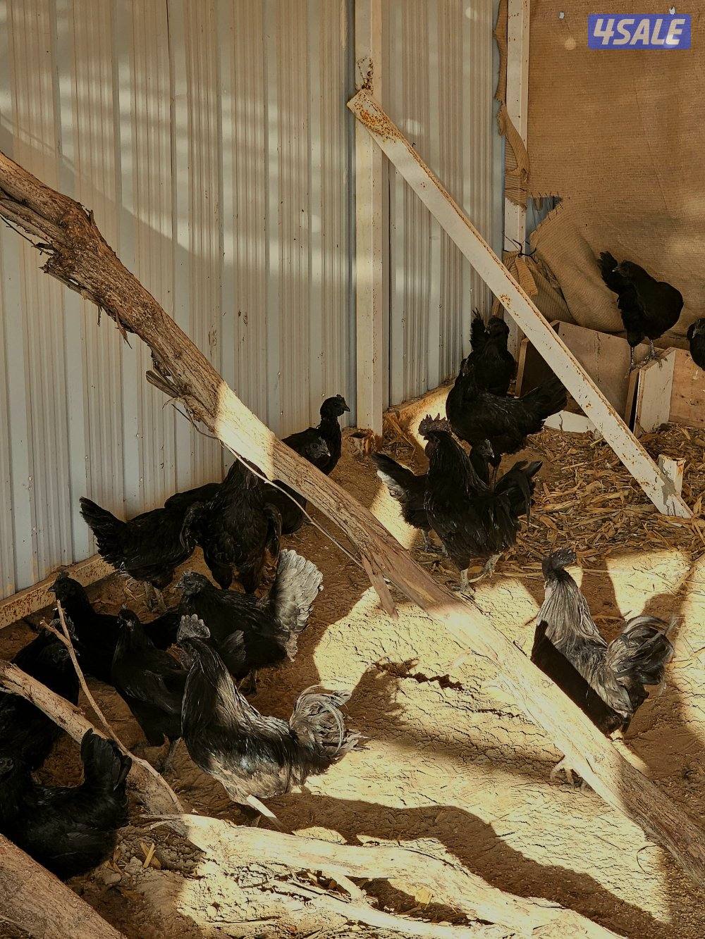 للبيع بيض دجاج اندونيسي ( سيماني )3