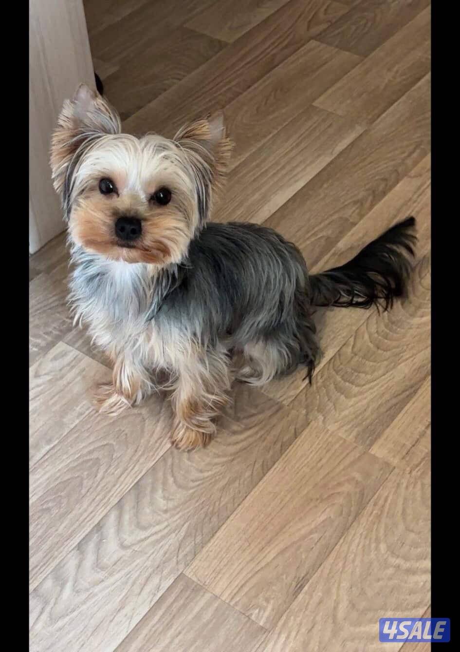 للبيع يوريك شير نثيه وذكر وللبيع جيرمن ذكر0