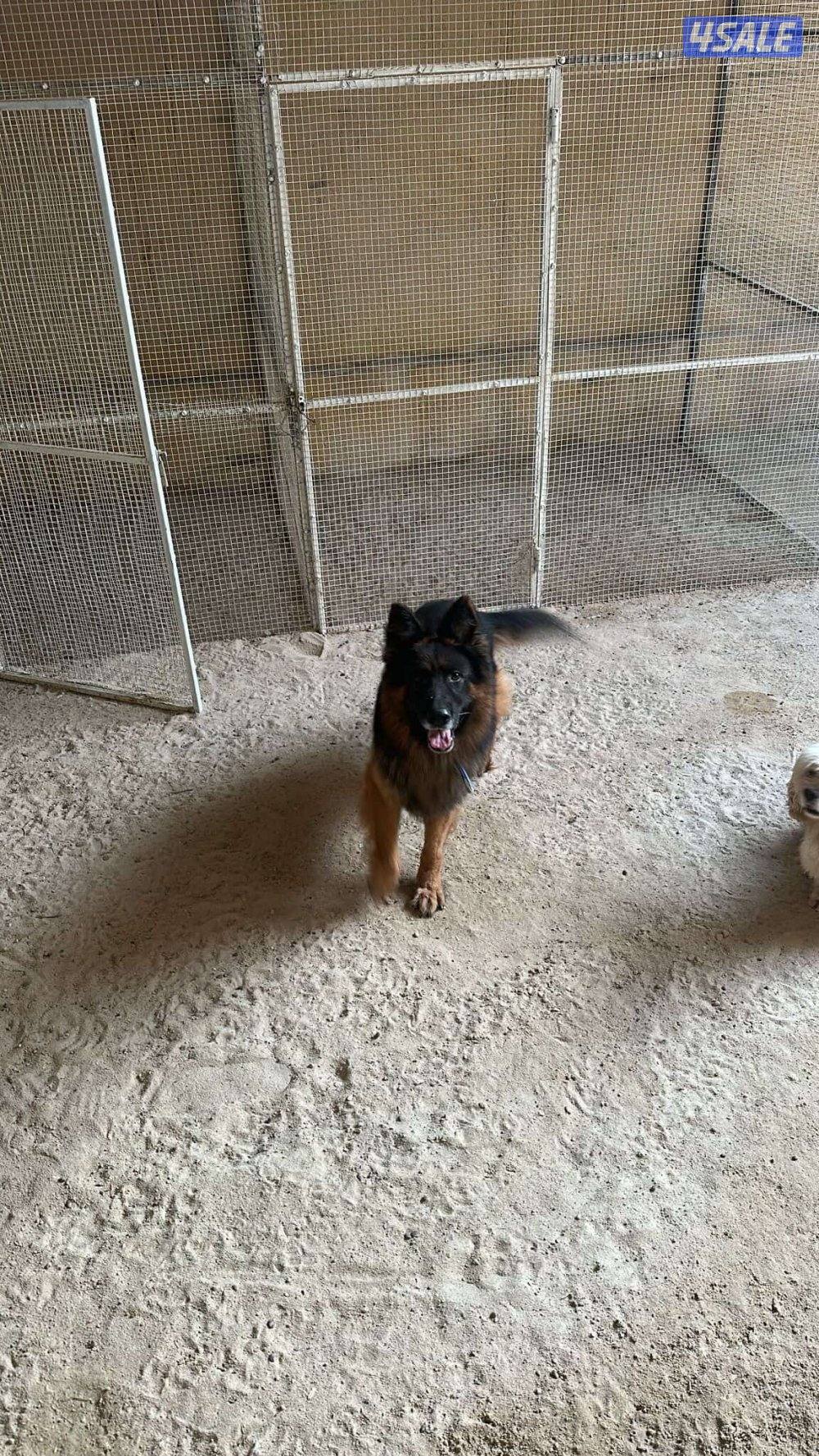 للبيع يوريك شير نثيه وذكر وللبيع جيرمن ذكر2