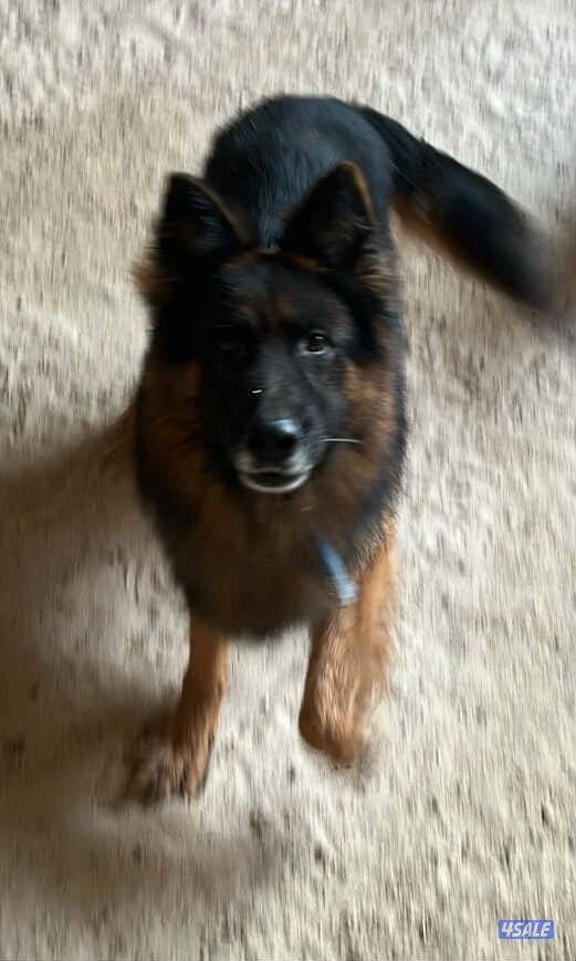 للبيع يوريك شير نثيه وذكر وللبيع جيرمن ذكر4