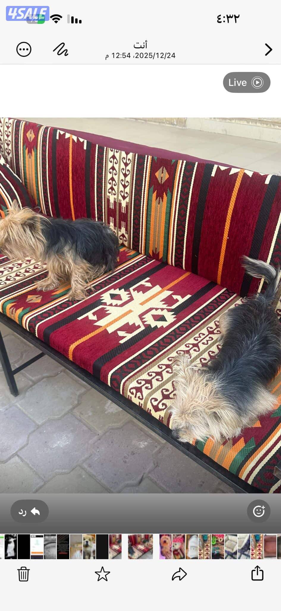 للبيع يوريك شير نثيه وذكر وللبيع جيرمن ذكر5