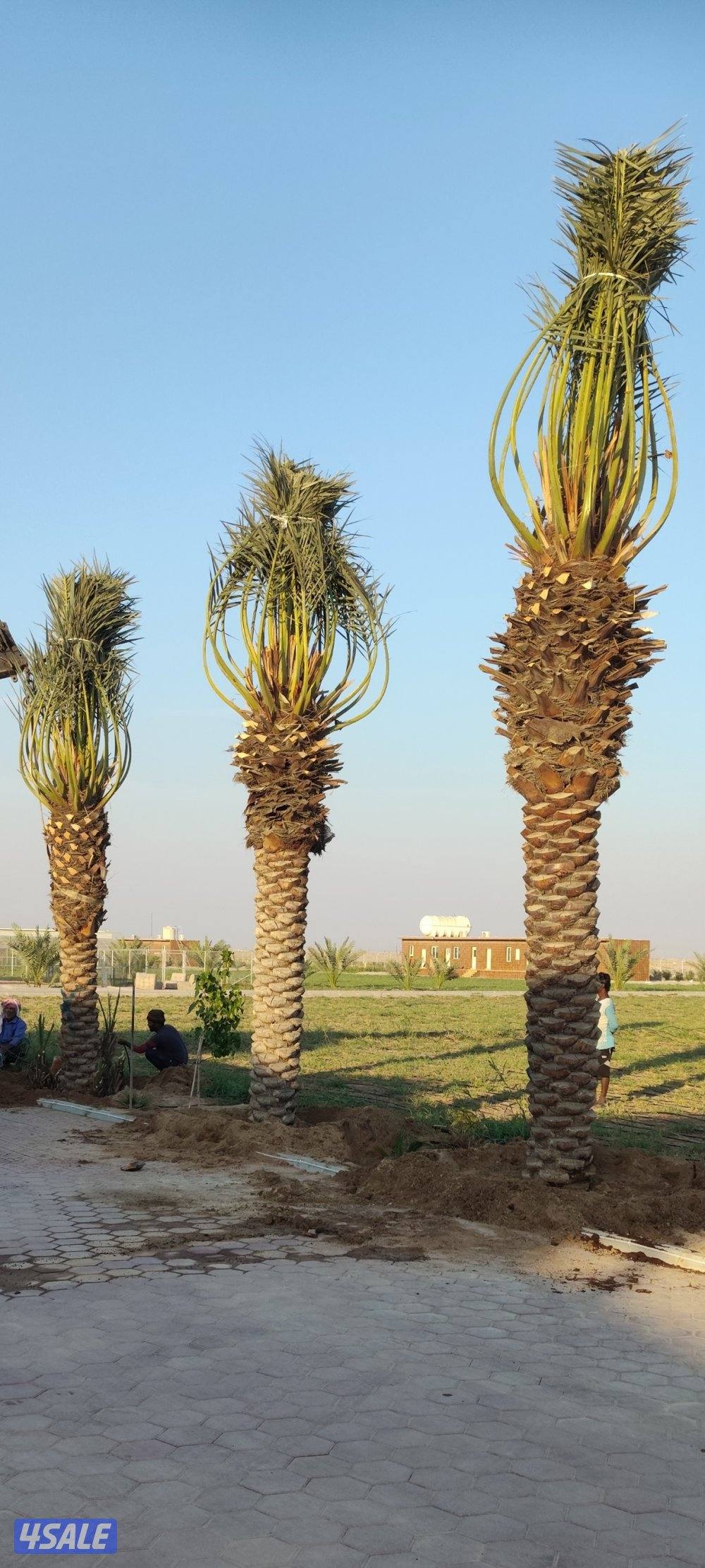 تنظیف ،تلقیح ،تکریب،شیل نخل من مکان الامکان اخر6