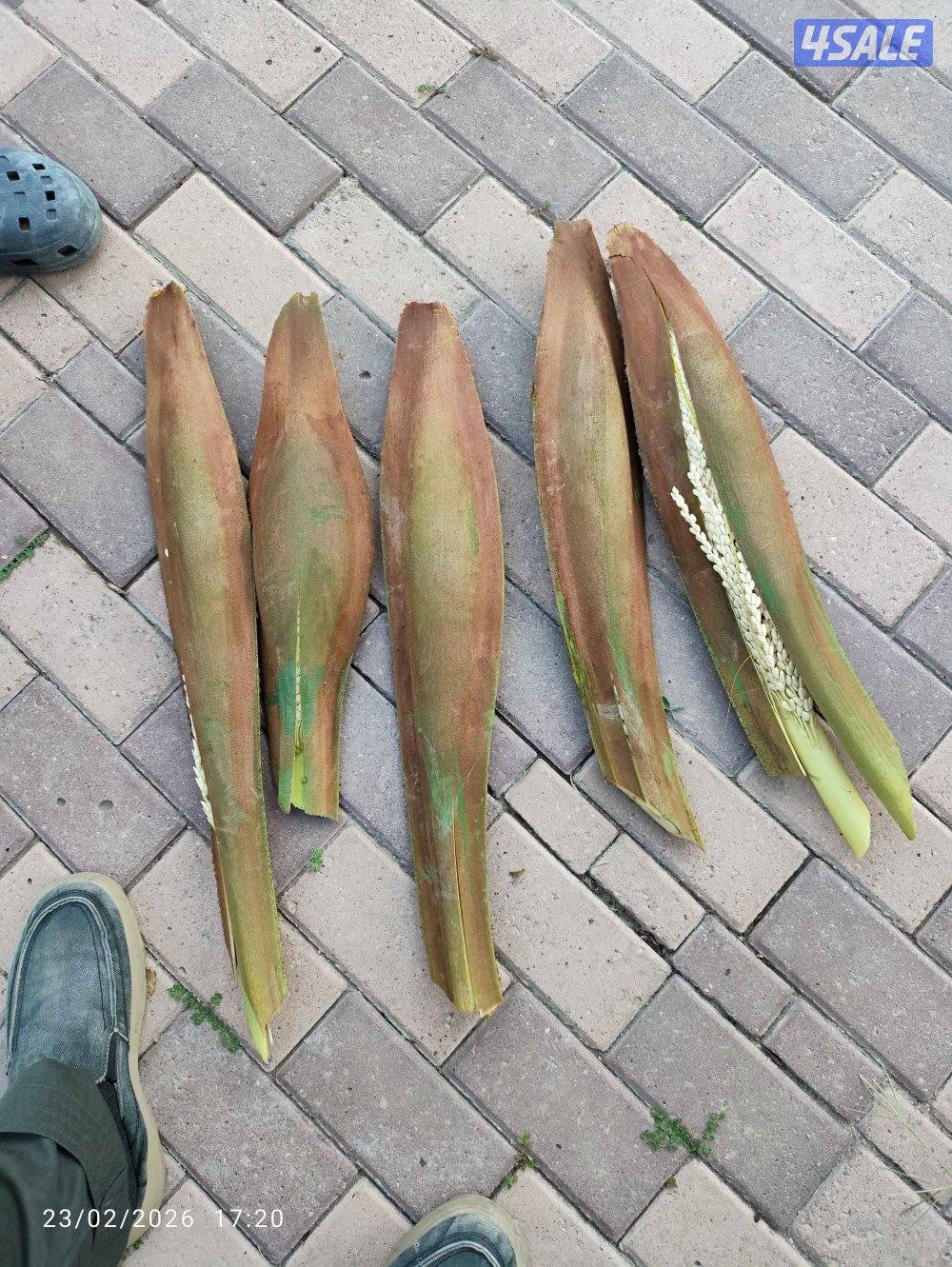 تنظیف ،تلقیح ،تکریب،شیل نخل من مکان الامکان اخر7