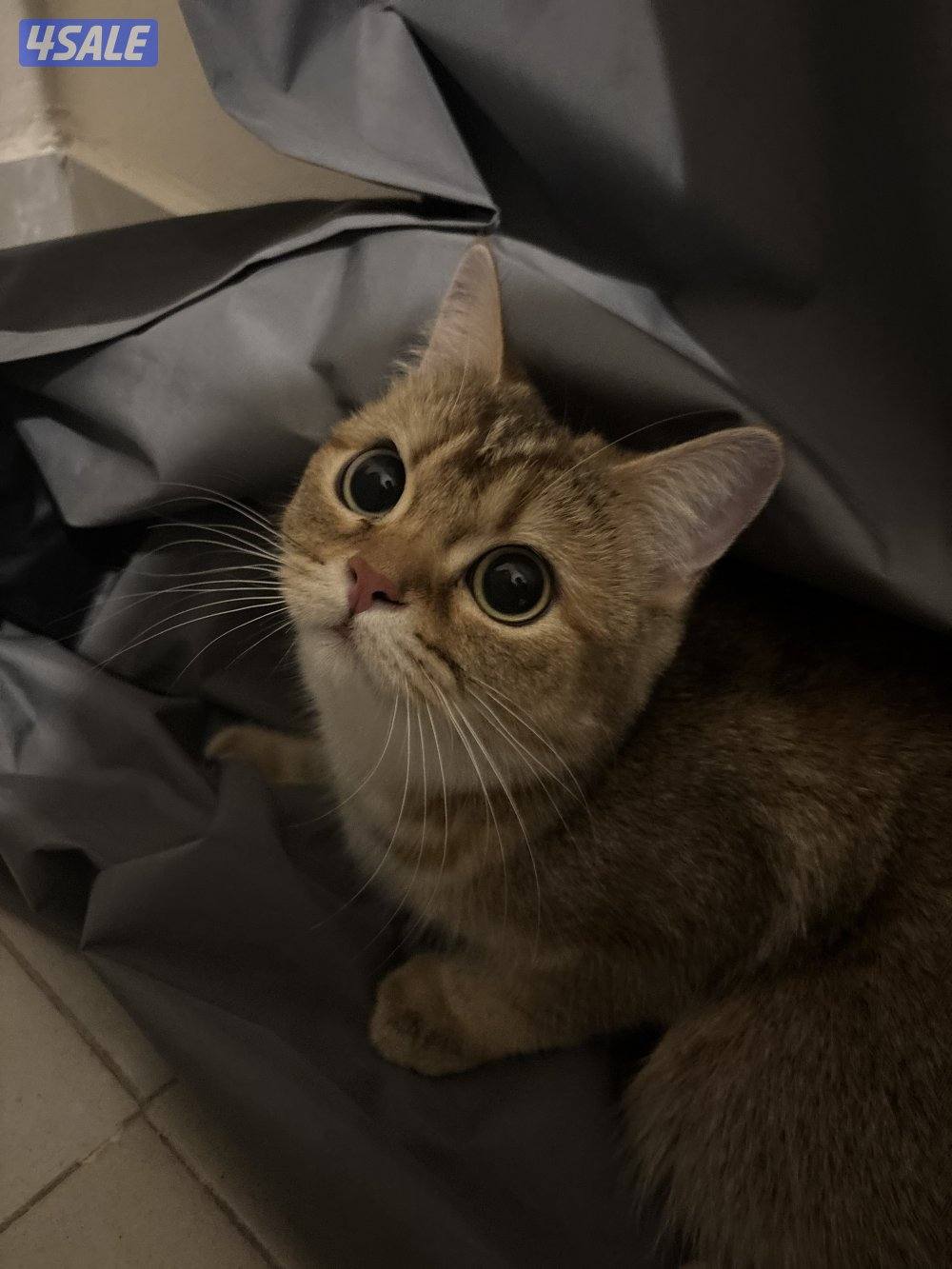 قط للتبني سكوتش انثى عمر سنه و اربع اشهر للجادين0