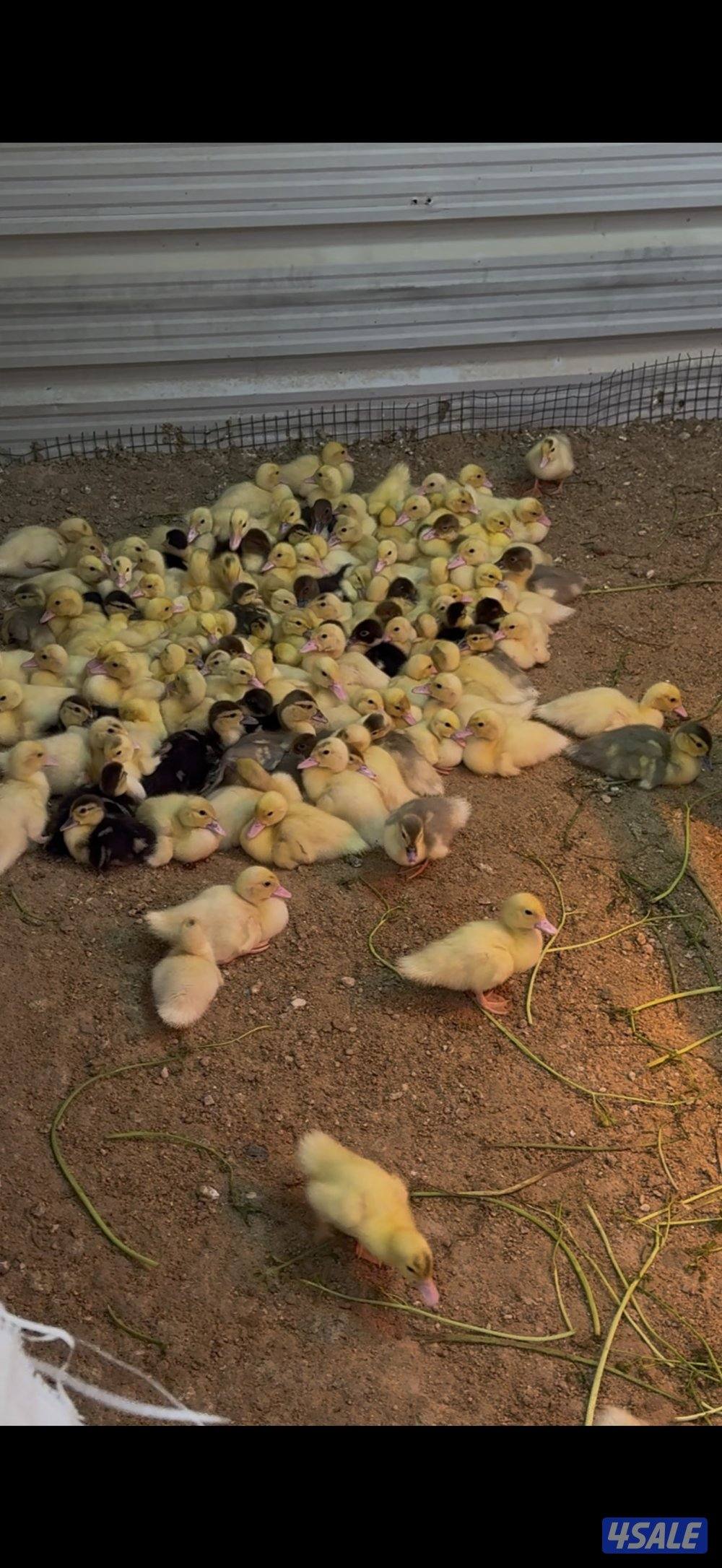 💥للبيع فروخ بط مسكوفي 💥0