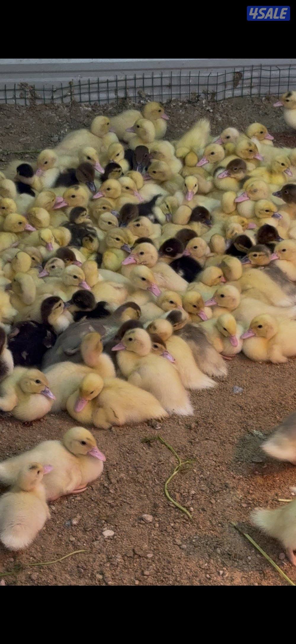 💥للبيع فروخ بط مسكوفي 💥1